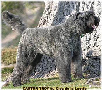 bouvier des flandres du clos de la luette - copyright d&eacute;pos&eacute;